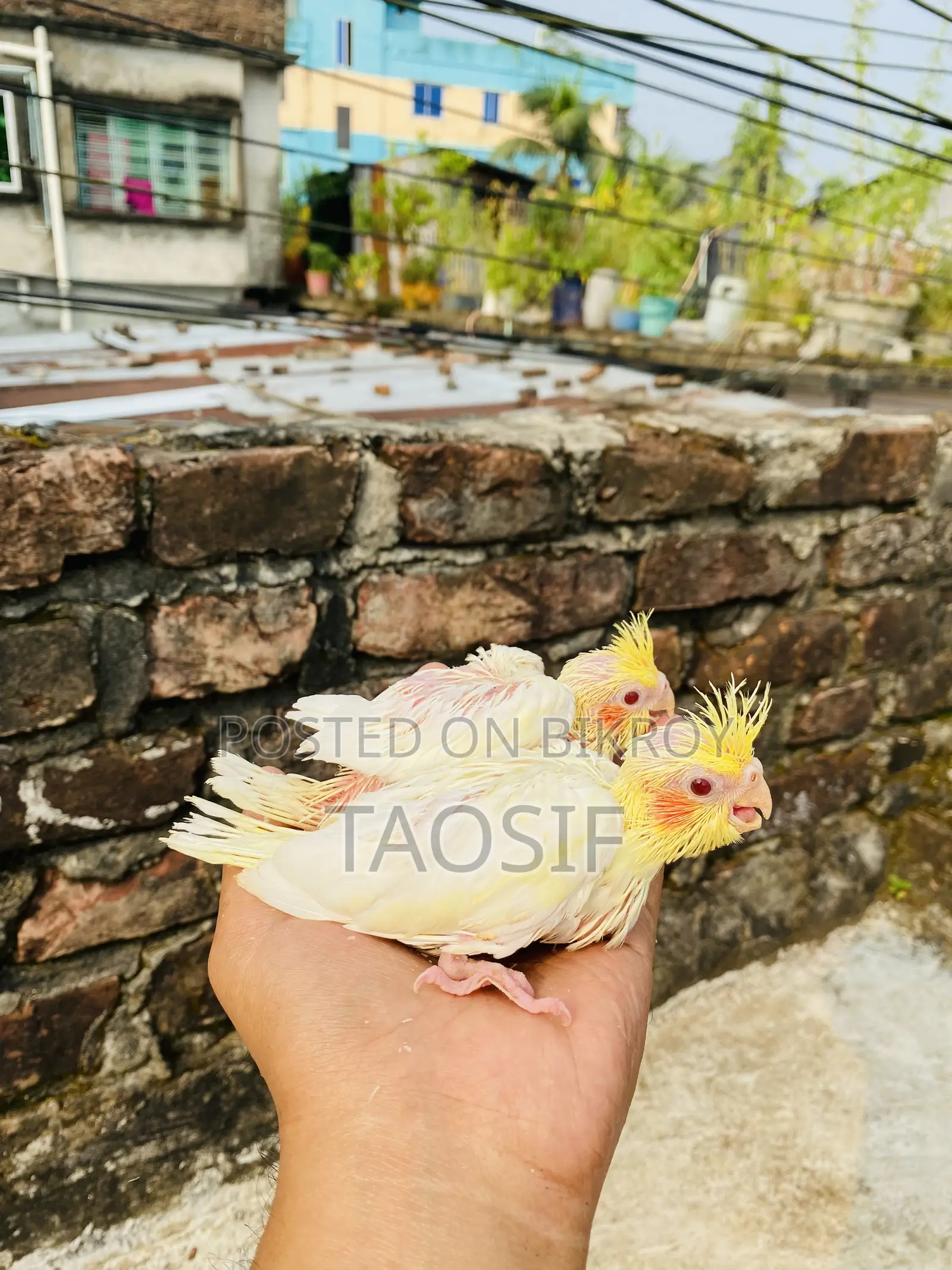 Lutino Cockatiel Baby