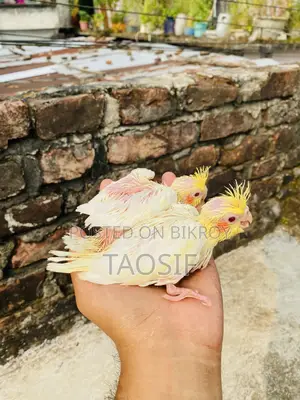 Lutino Cockatiel Baby