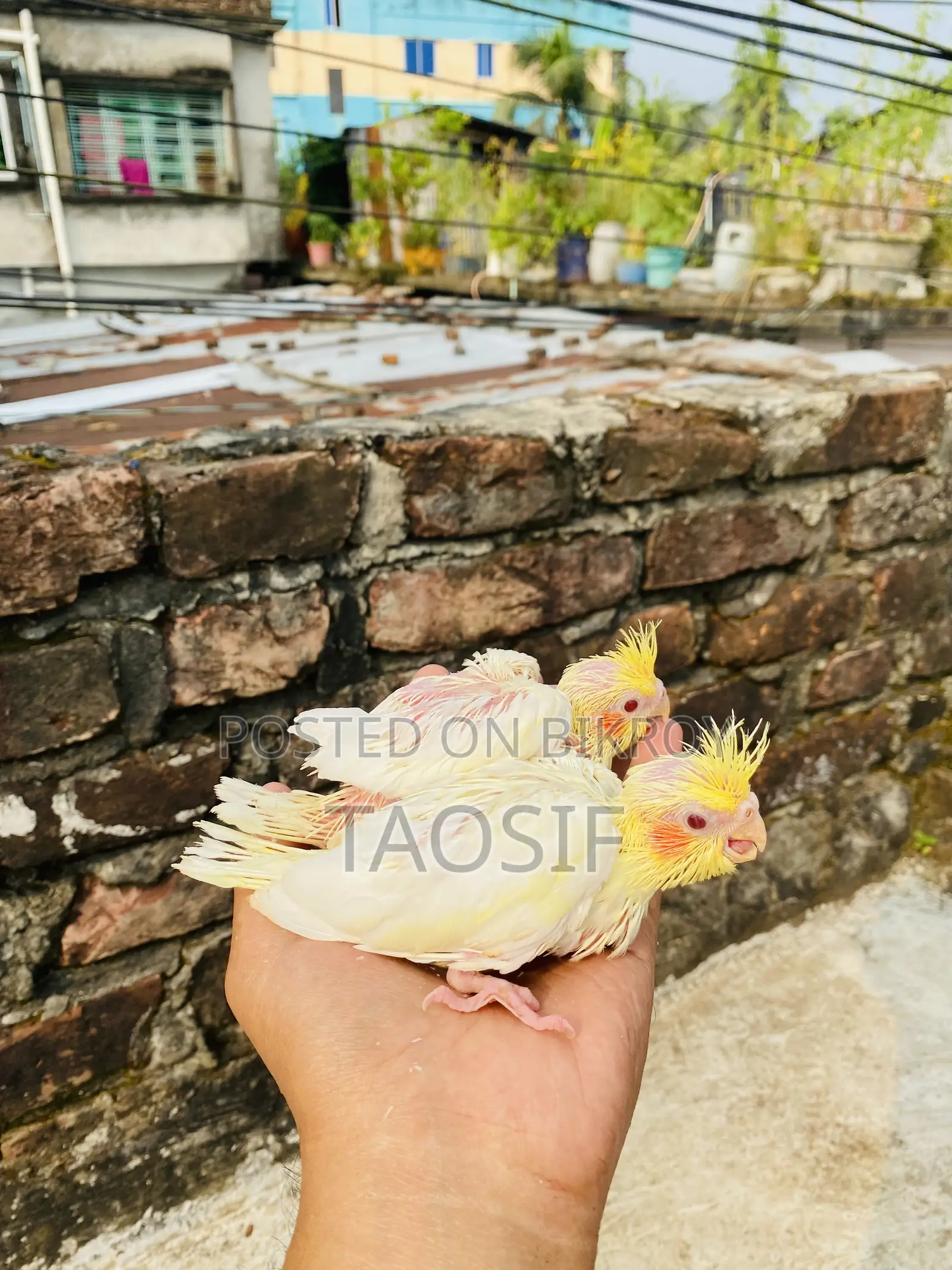 Lutino Cockatiel Baby