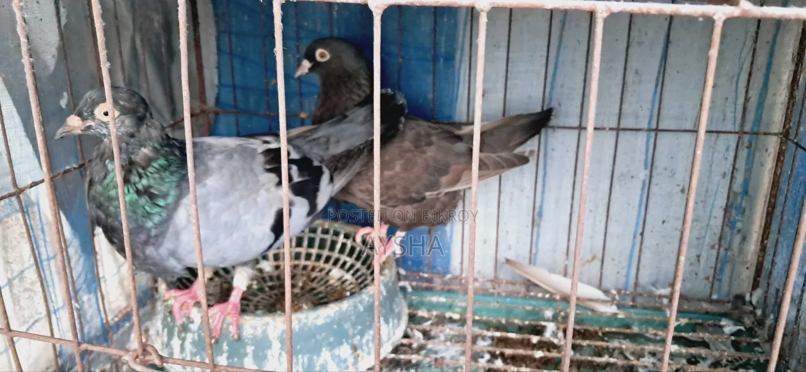 King Pigeon