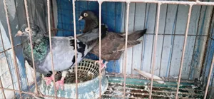 King Pigeon