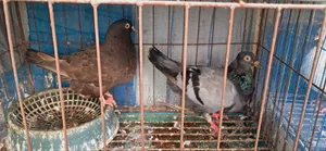 King Pigeon