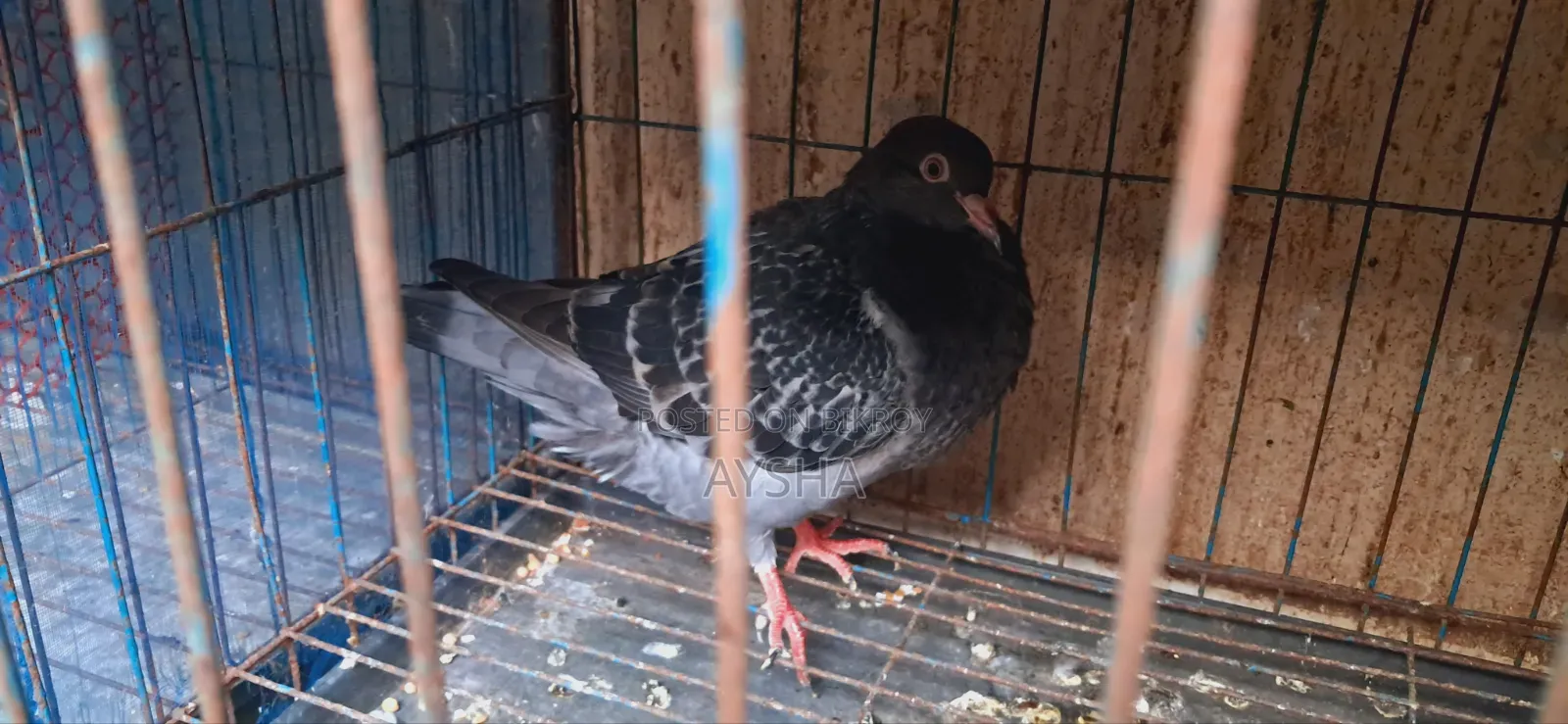 King Pigeon