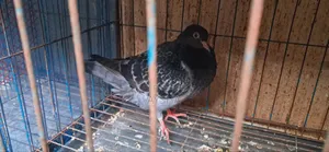 King Pigeon