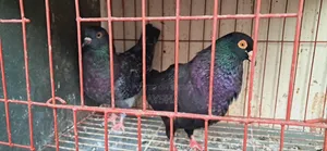 King Pigeon