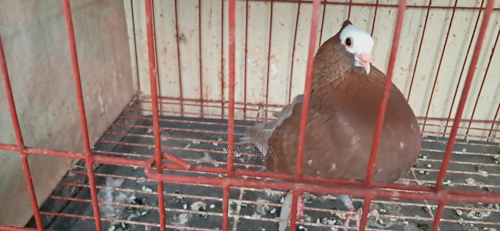 King Pigeon