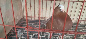 King Pigeon