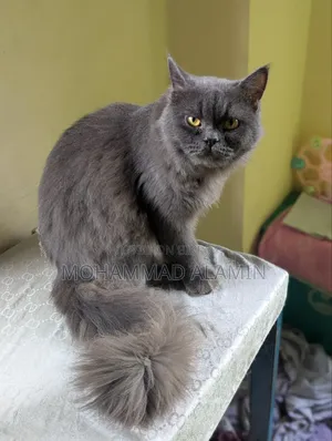 3-6 months Male Purebred Persian