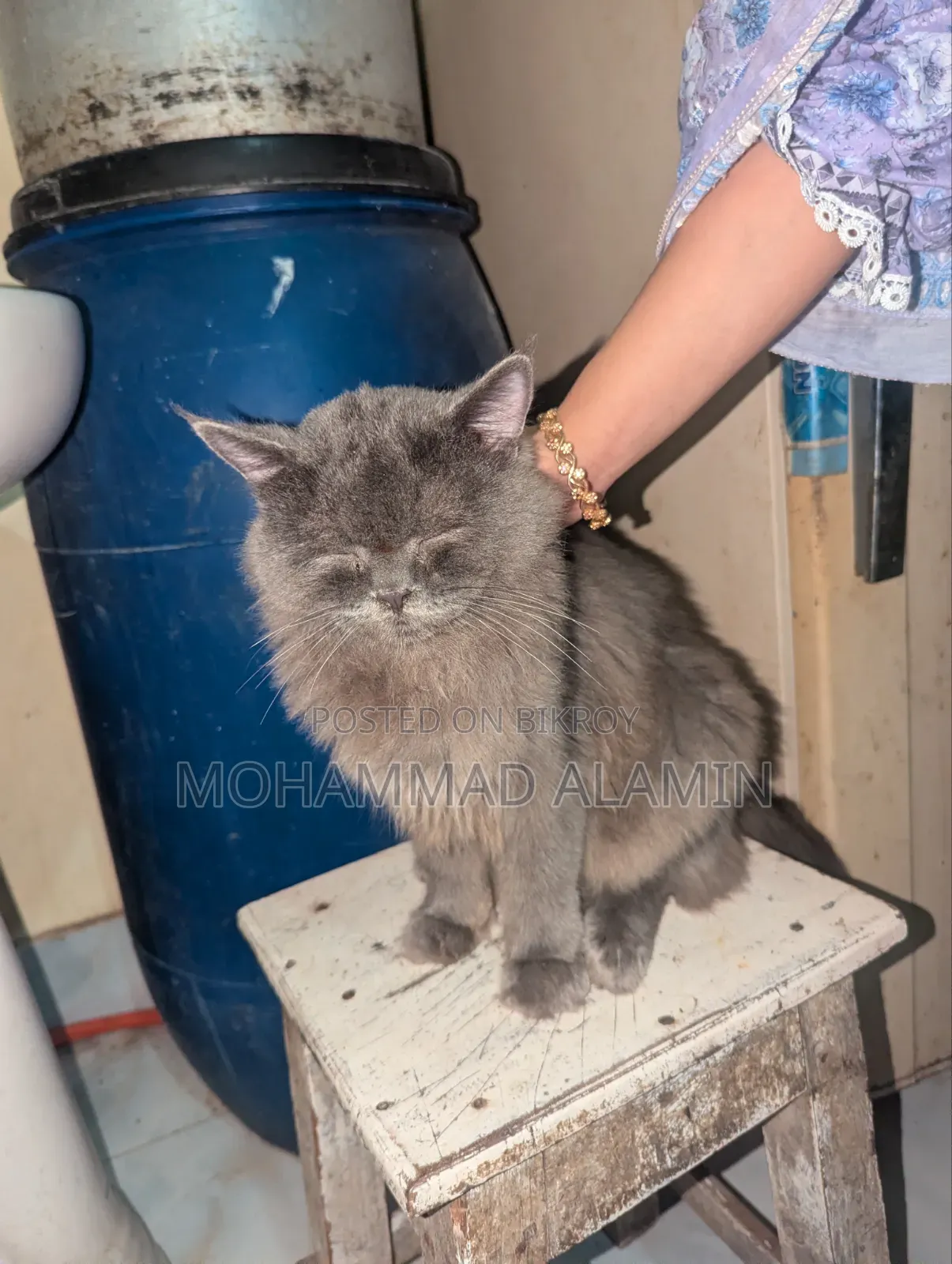 3-6 months Male Purebred Persian