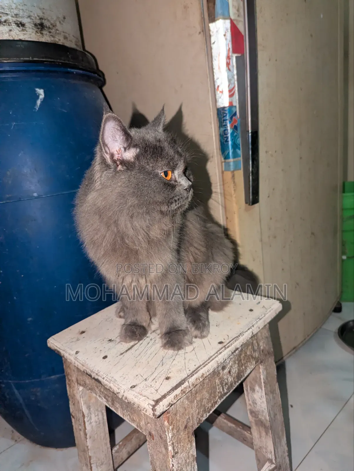 3-6 months Male Purebred Persian