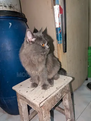 3-6 months Male Purebred Persian