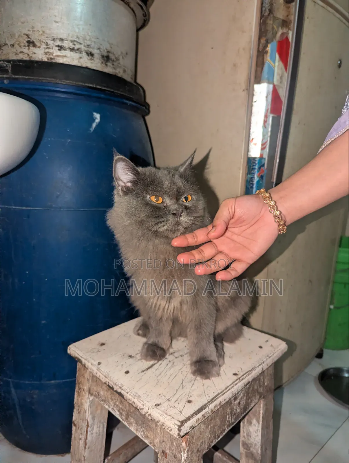 3-6 months Male Purebred Persian