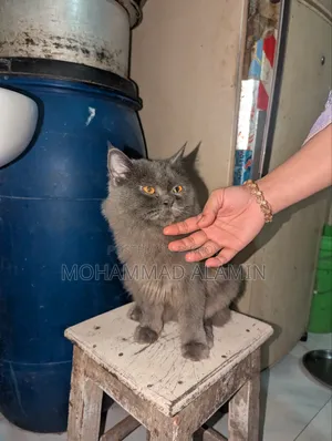 3-6 months Male Purebred Persian