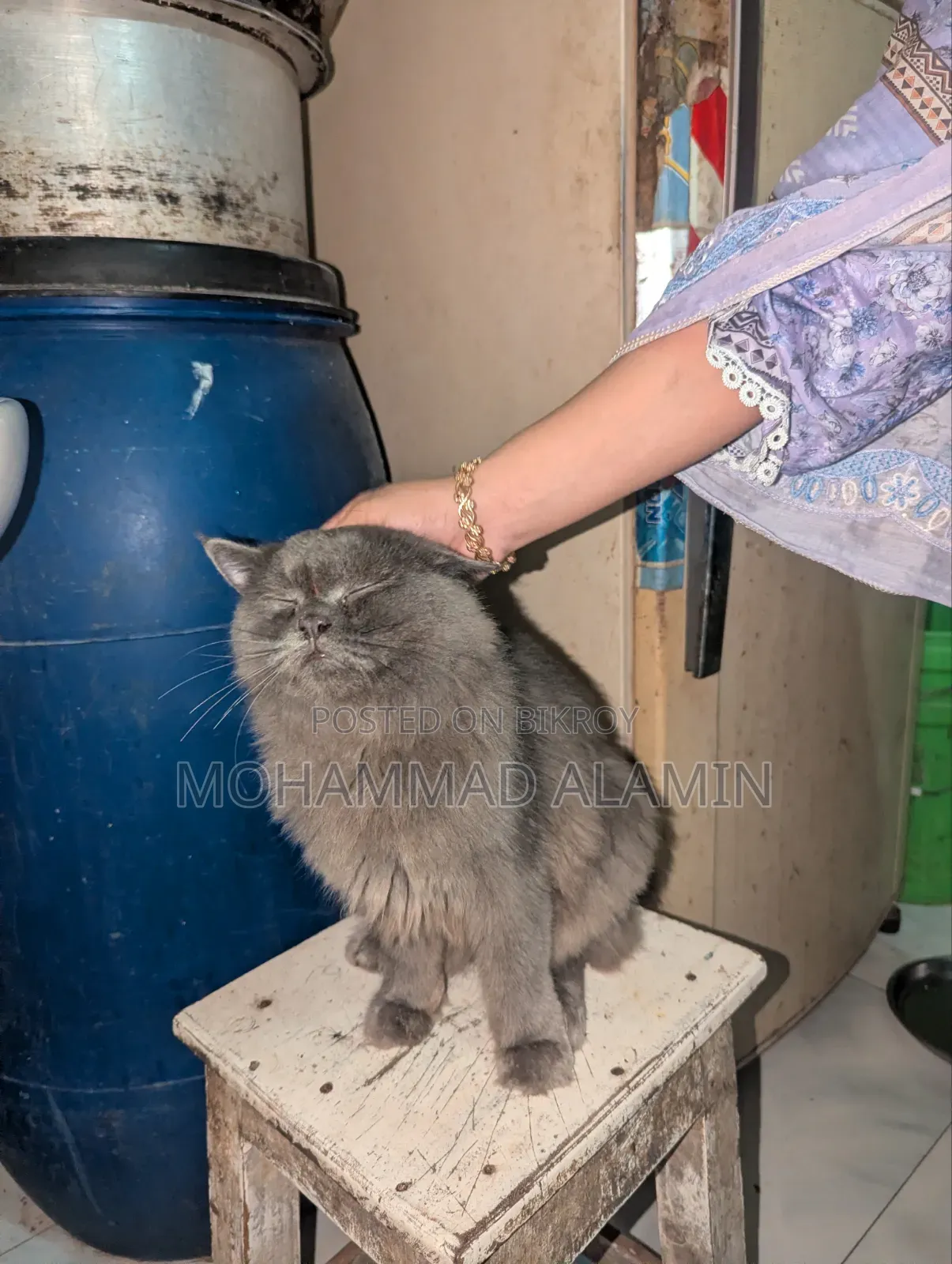 3-6 months Male Purebred Persian