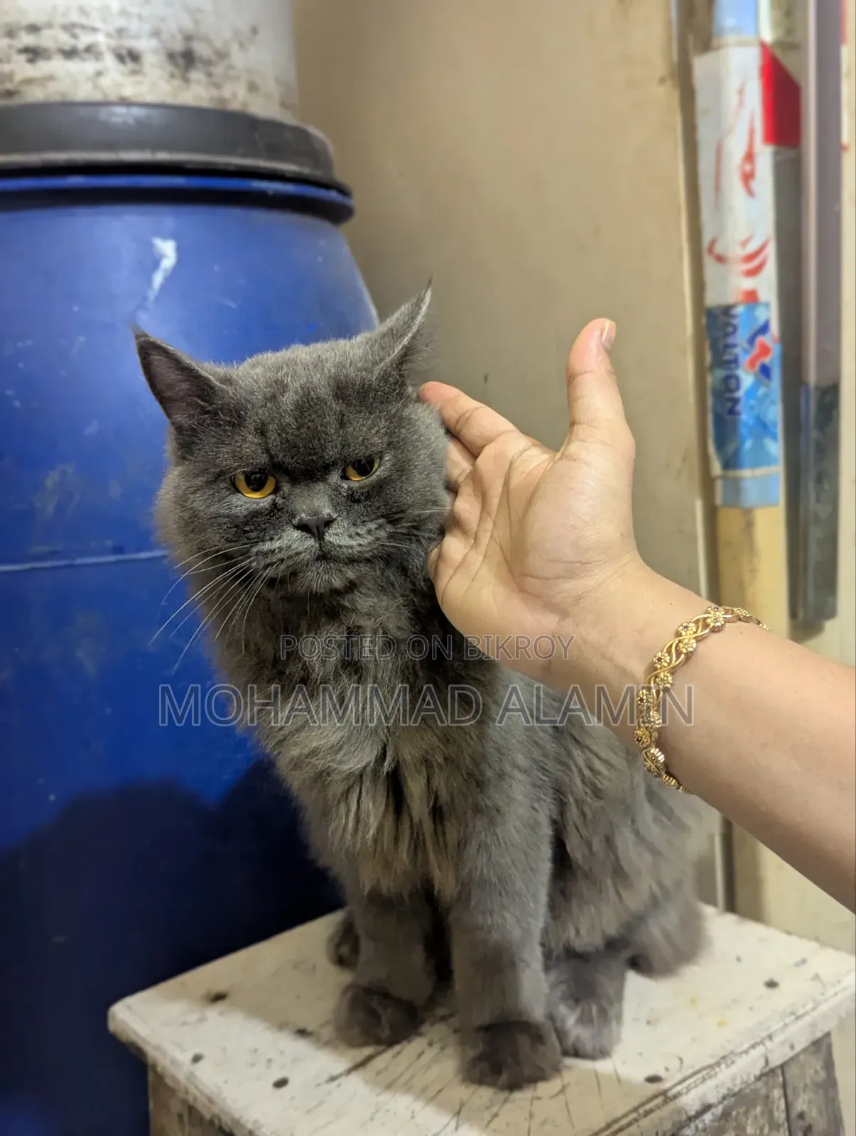 3-6 months Male Purebred Persian