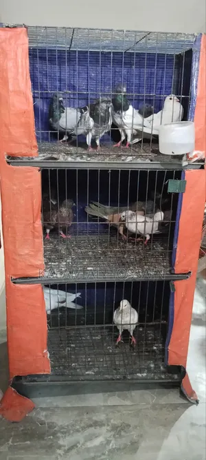 Pigeons for Sale