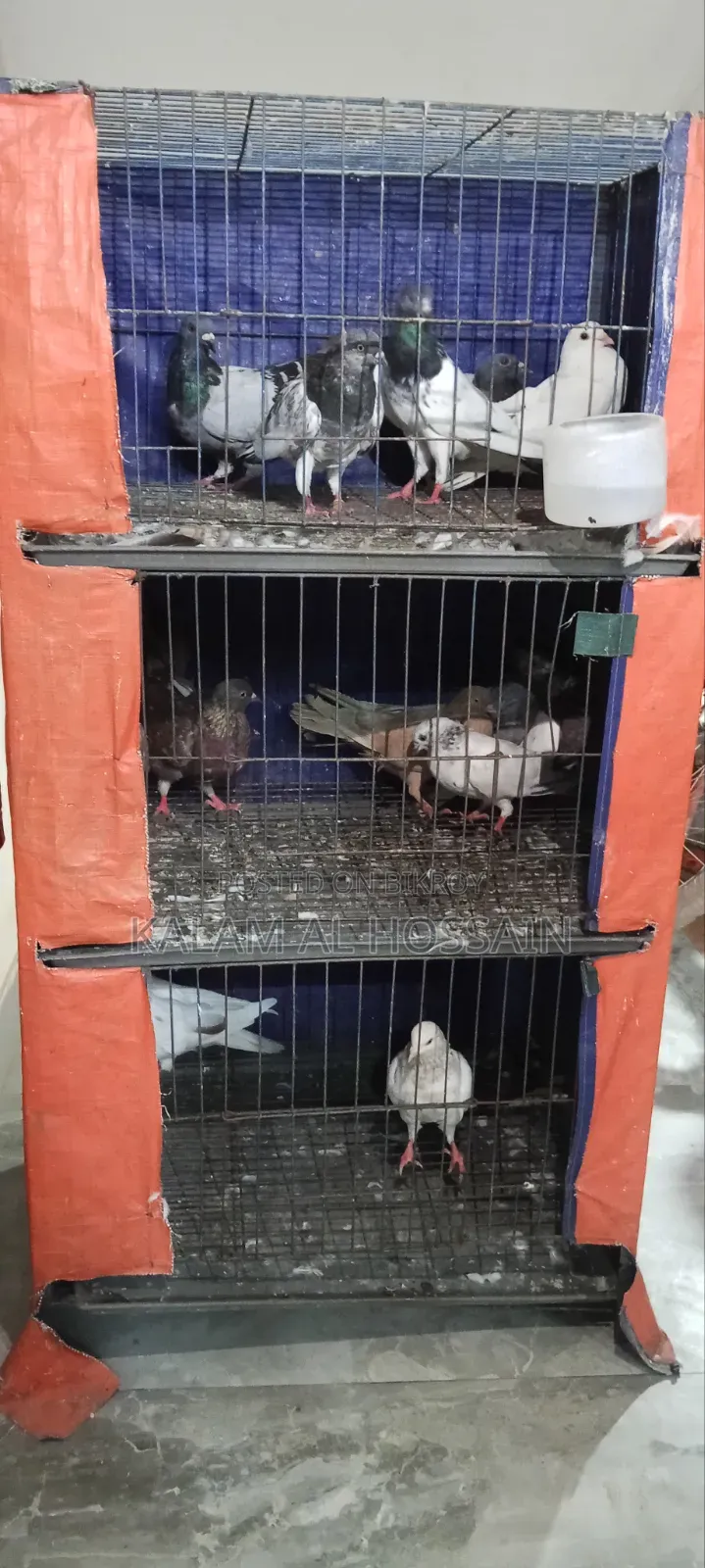 Pigeons for Sale
