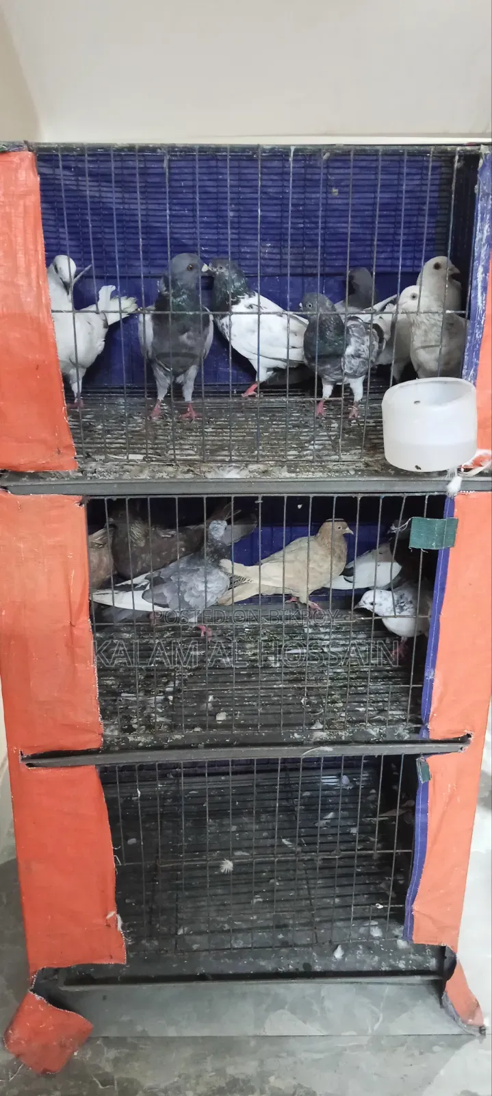 Pigeons for Sale