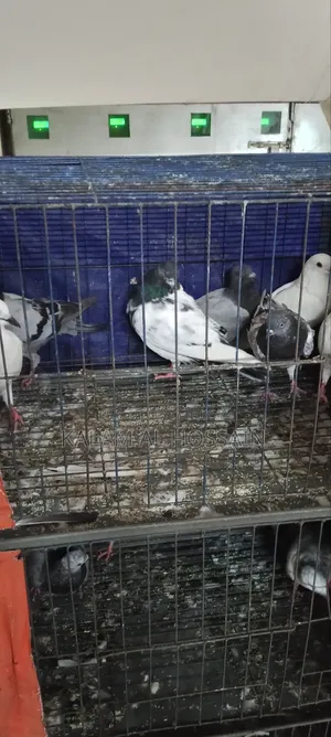 Pigeons for Sale