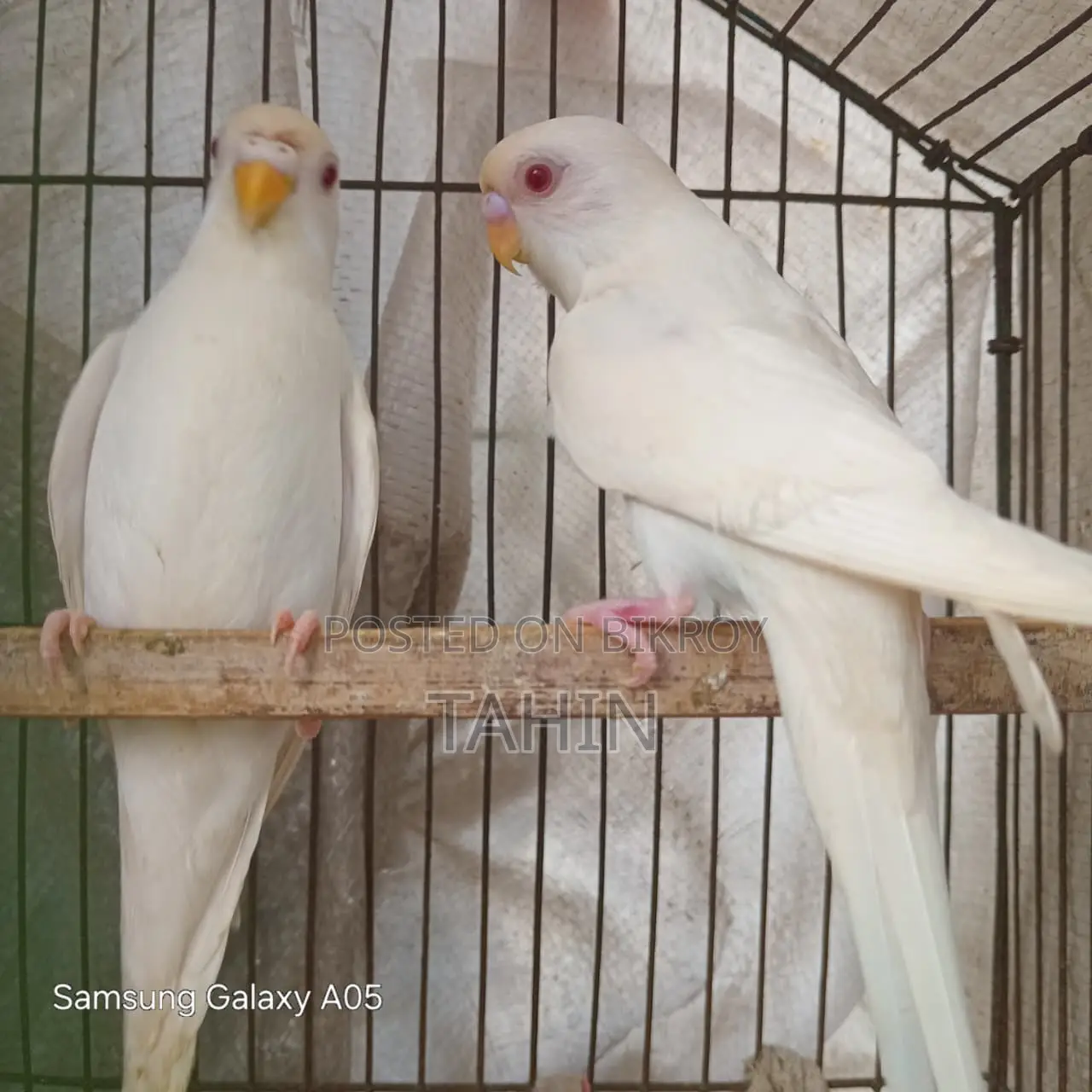 Bajigar Birds