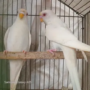 Bajigar Birds