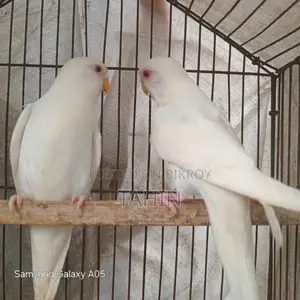 Bajigar Birds