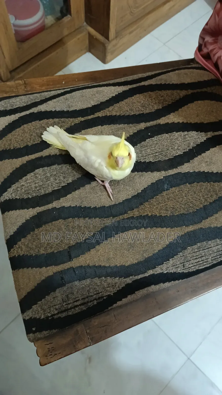 ককাটেল পাখি