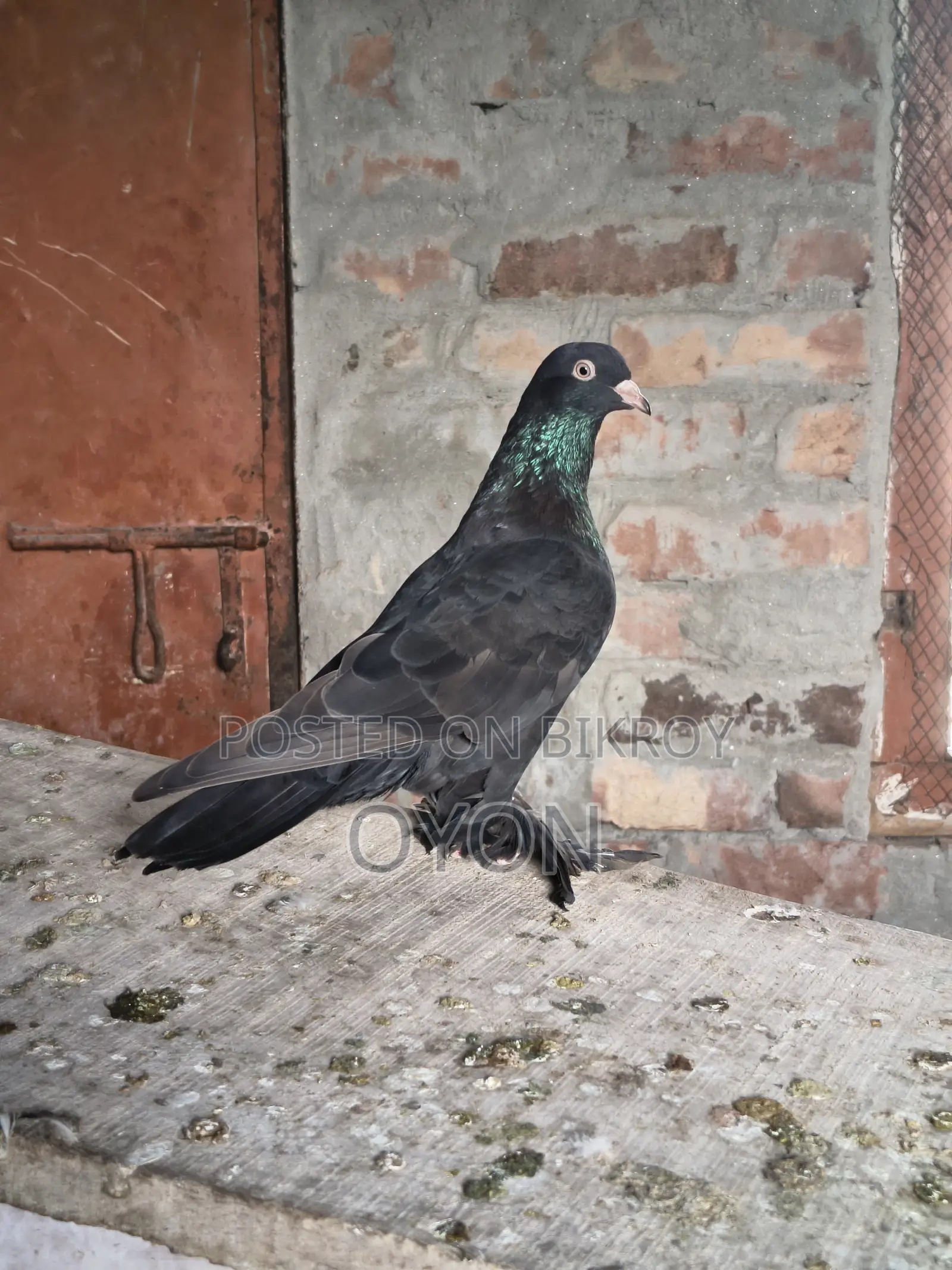 Caught Pigeon