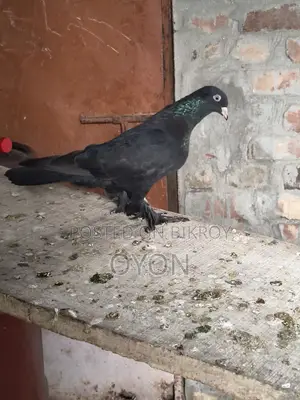 Caught Pigeon