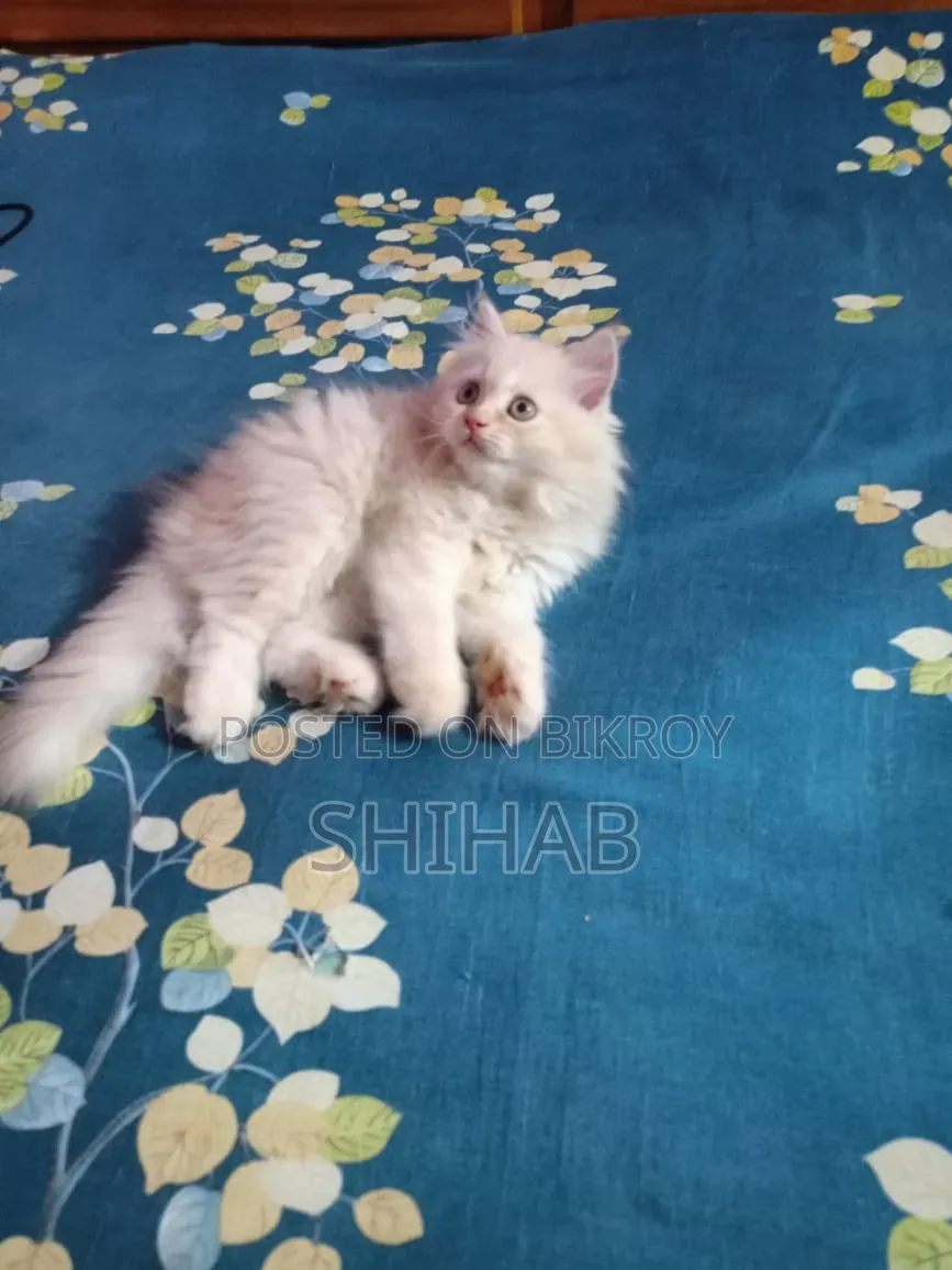 1-3 Months Female Purebred Persian Cat