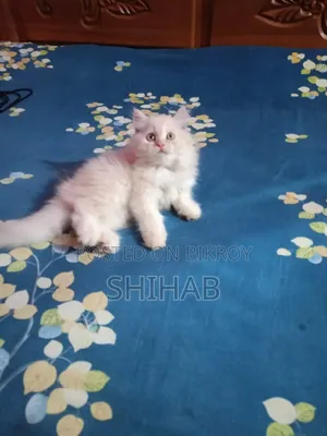 1-3 Months Female Purebred Persian Cat
