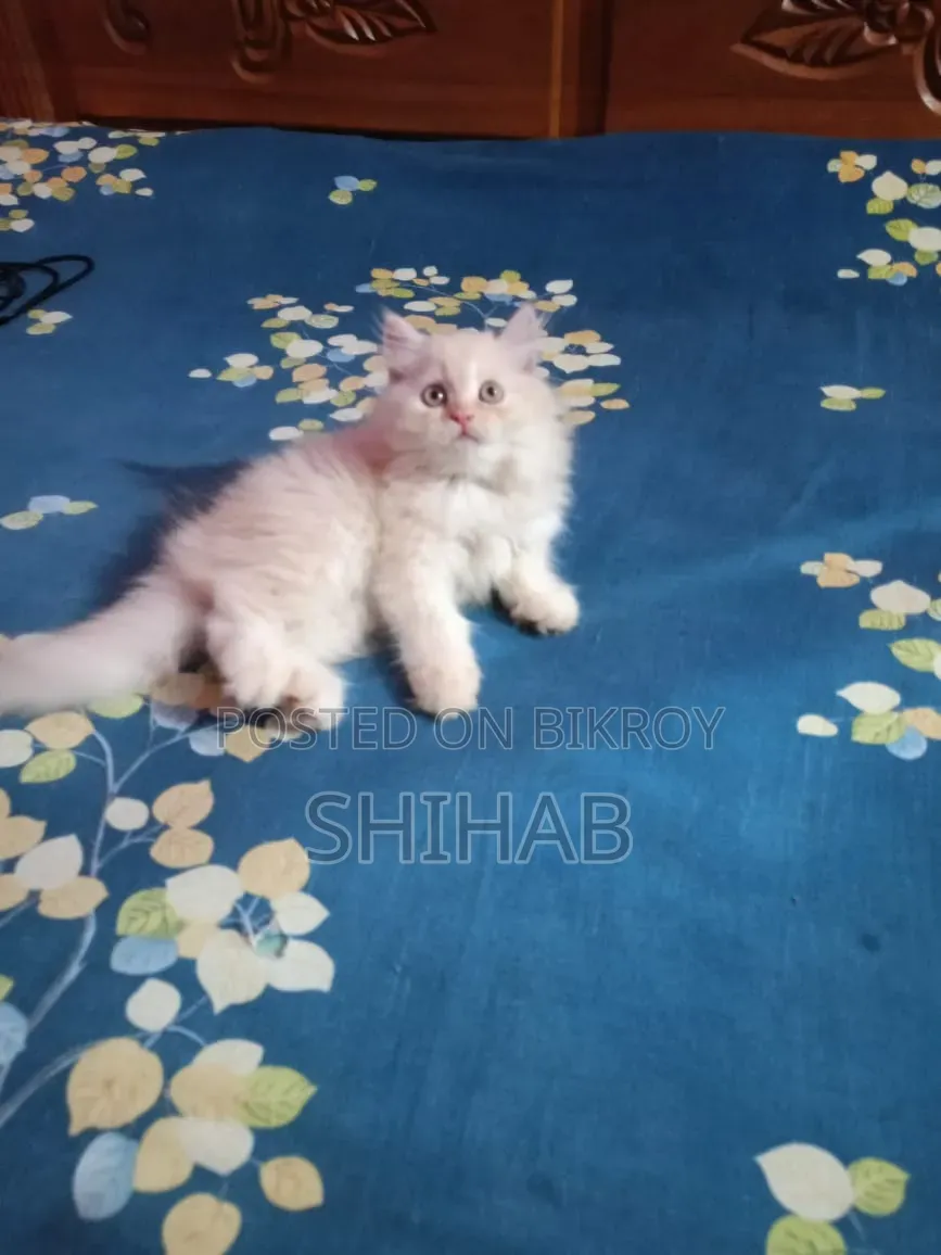 1-3 Months Female Purebred Persian Cat