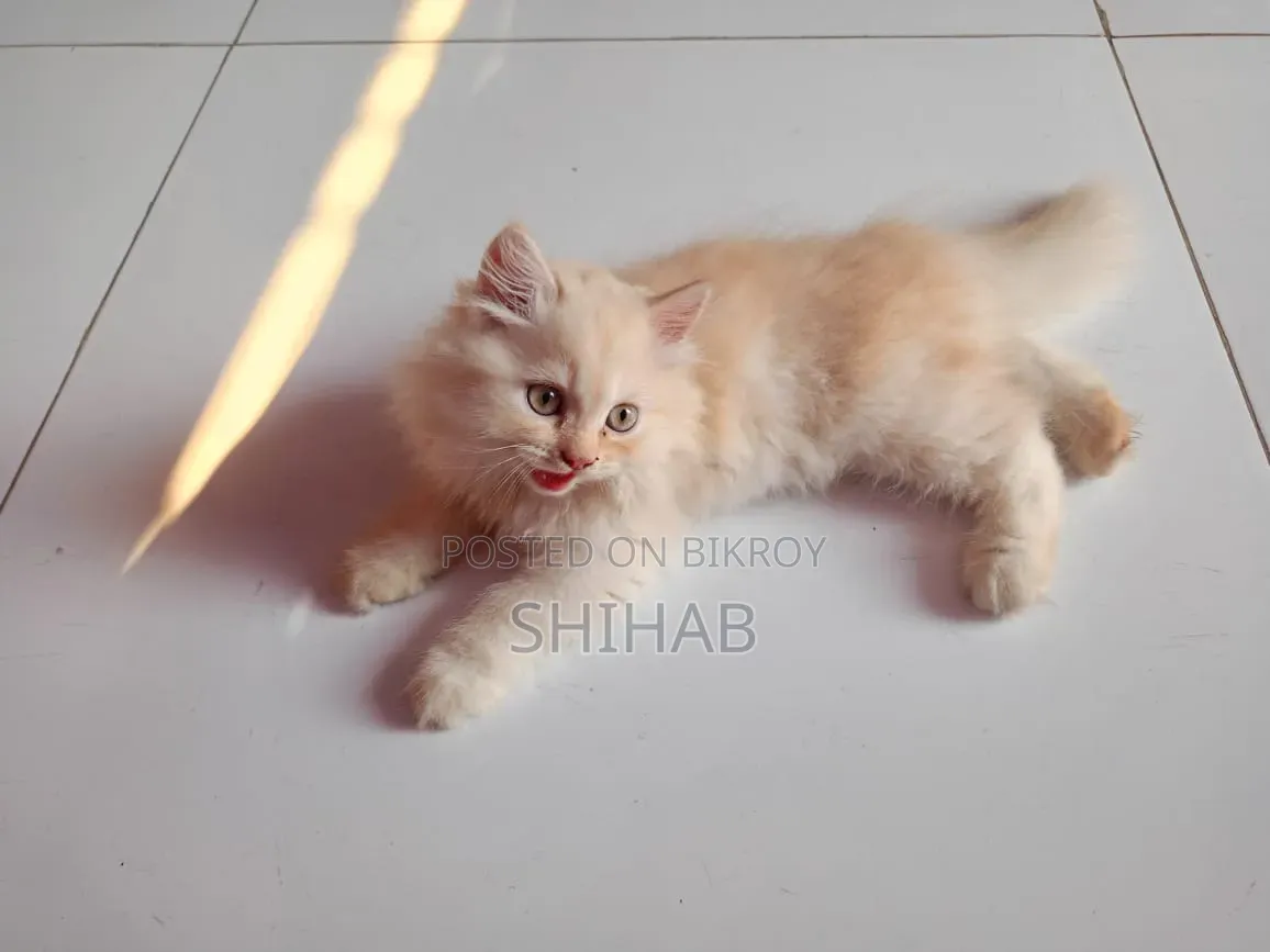 1-3 Months Female Purebred Persian Cat