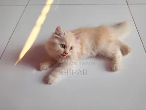 1-3 Months Female Purebred Persian Cat