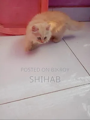 1-3 Months Female Purebred Persian Cat