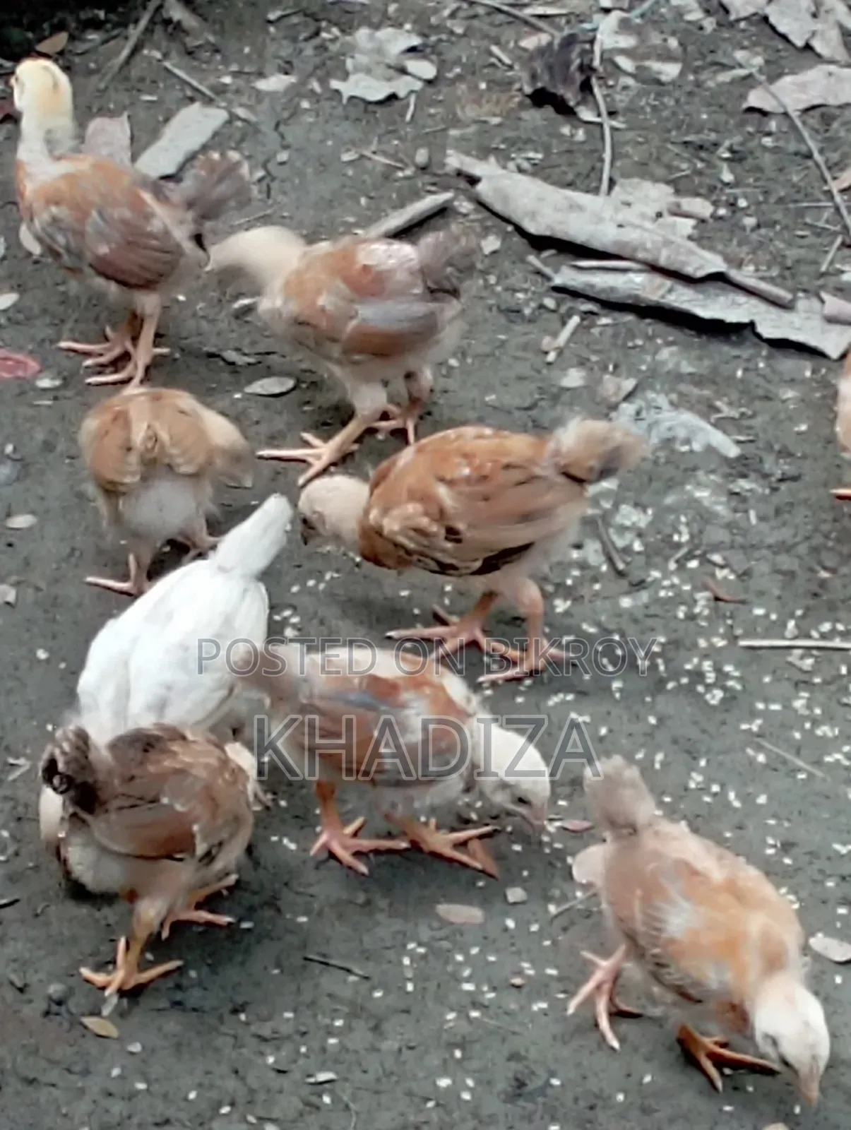 এক মাস পাঁচ দিনের মুরগীর বাচ্চা বিক্রয়