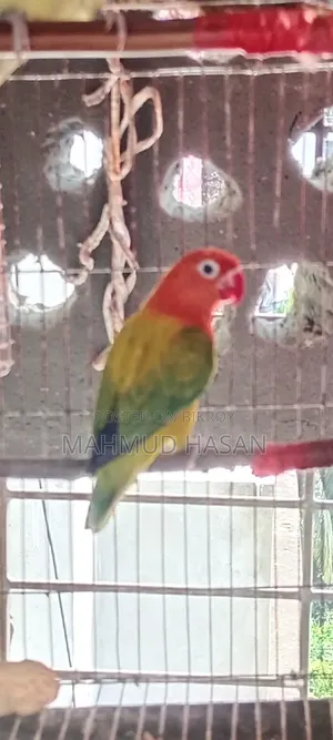 লাভ বার্ড ফিমেল