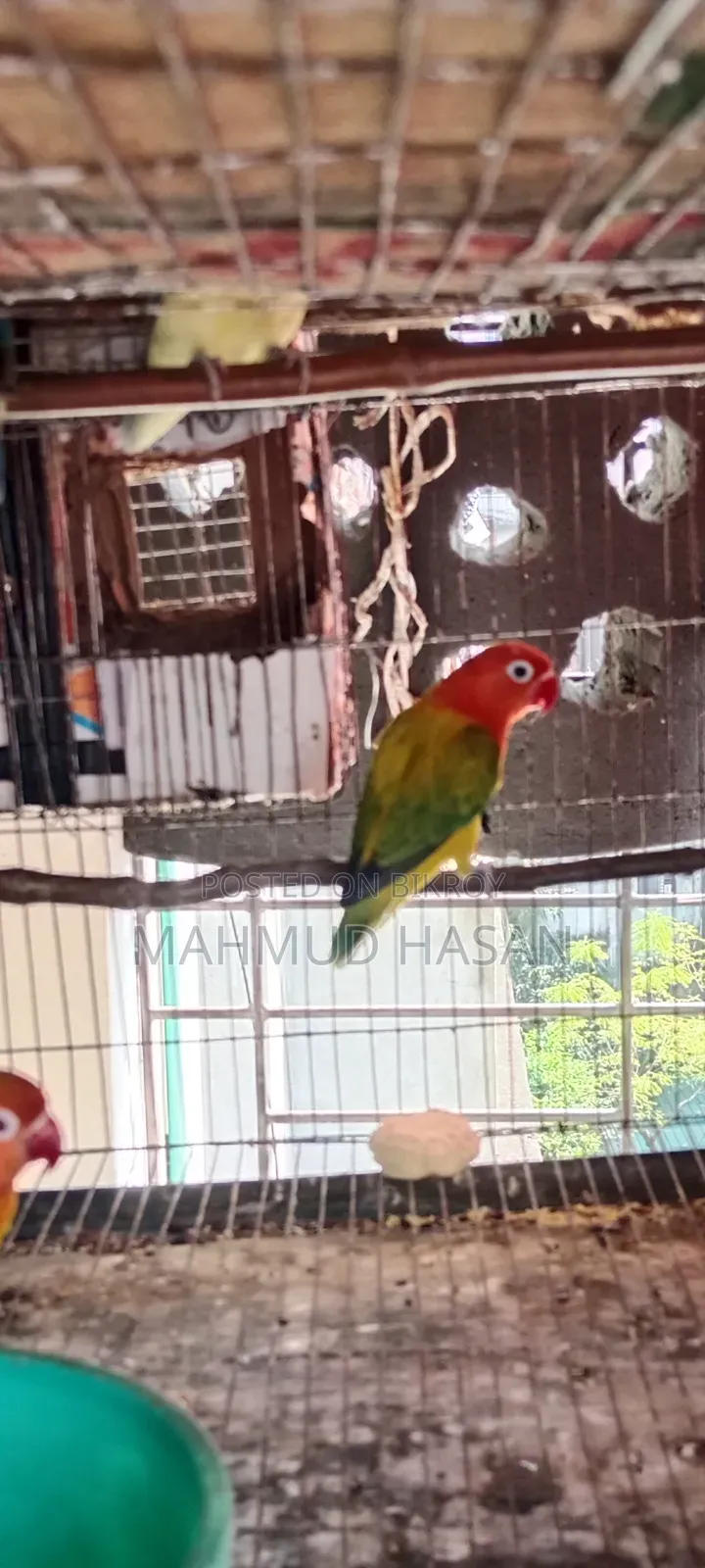 লাভ বার্ড ফিমেল