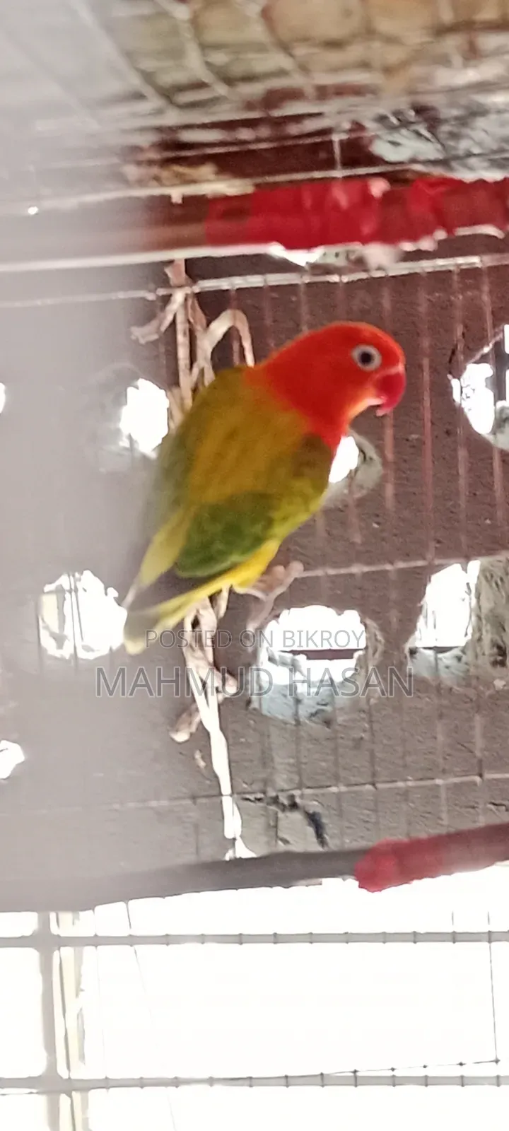 লাভ বার্ড ফিমেল
