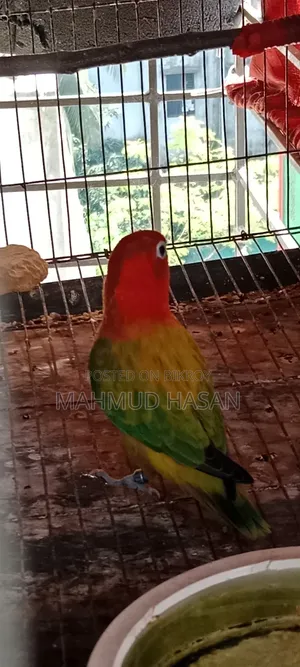 লাভ বার্ড ফিমেল