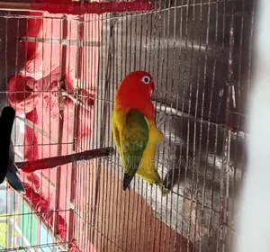 লাভ বার্ড ফিমেল