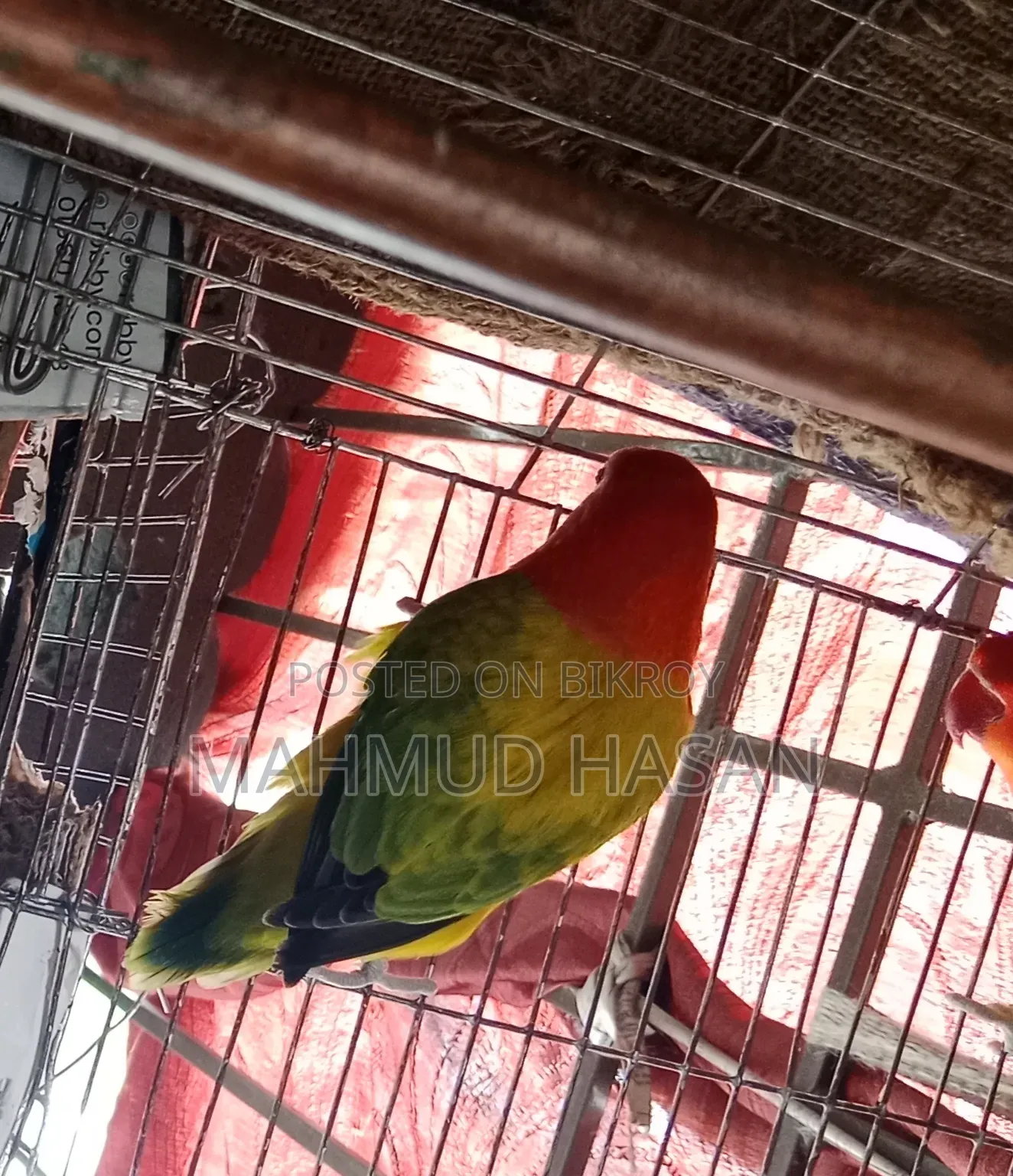 লাভ বার্ড ফিমেল