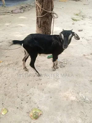 2 Black Bengal Goats