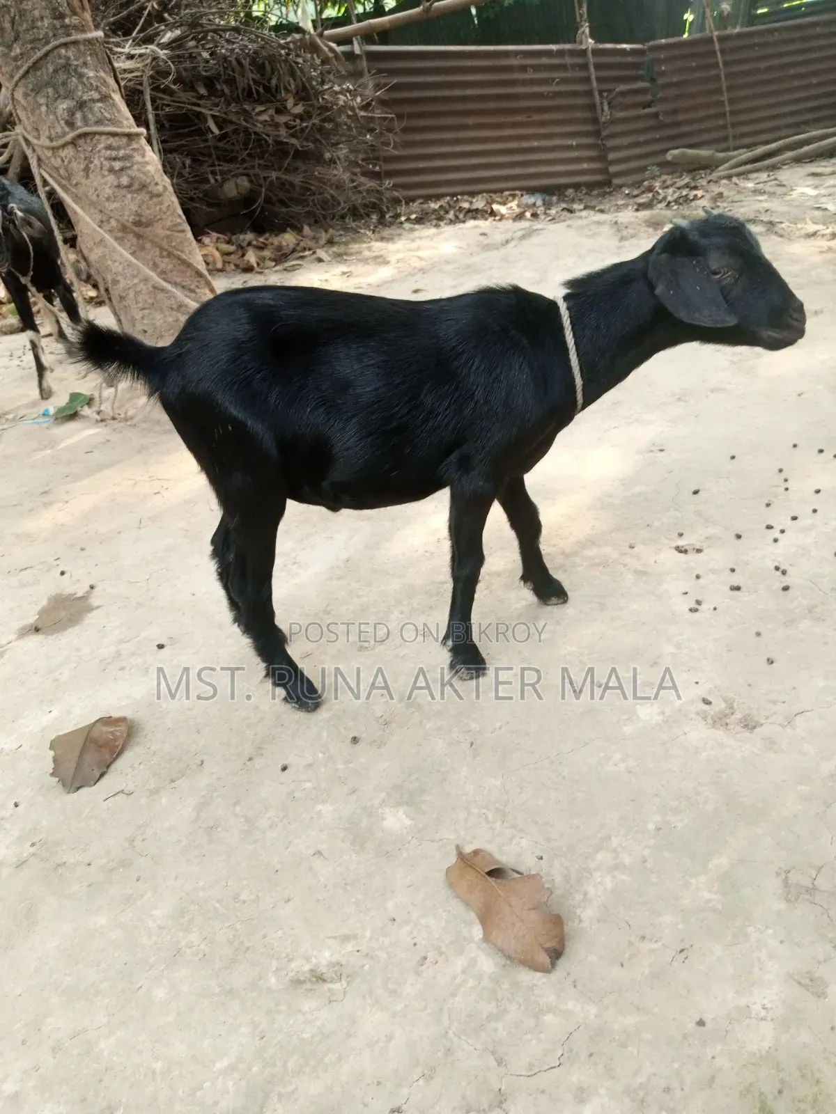 2 Black Bengal Goats