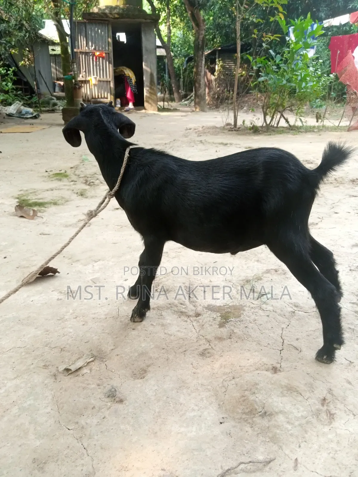 2 Black Bengal Goats