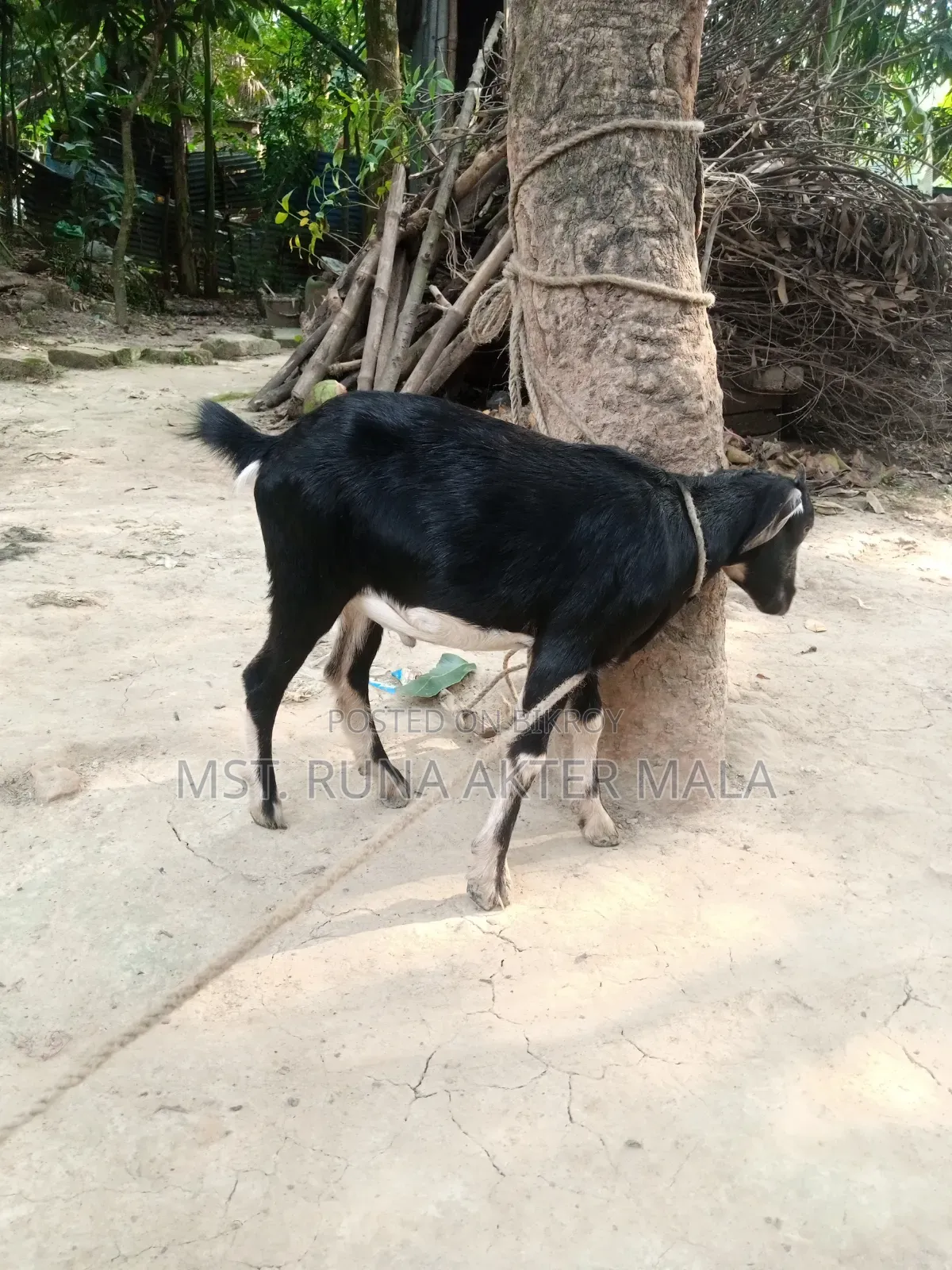 2 Black Bengal Goats