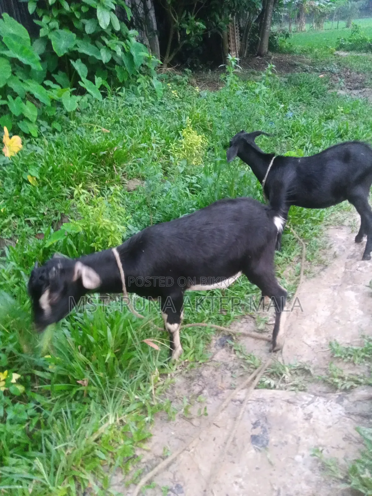 2 Black Bengal Goats