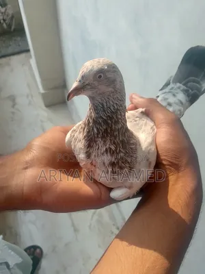 Red Ribbon Madi Pigeon