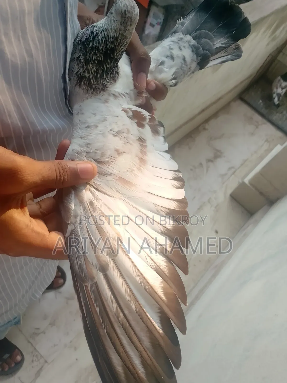 Red Ribbon Madi Pigeon