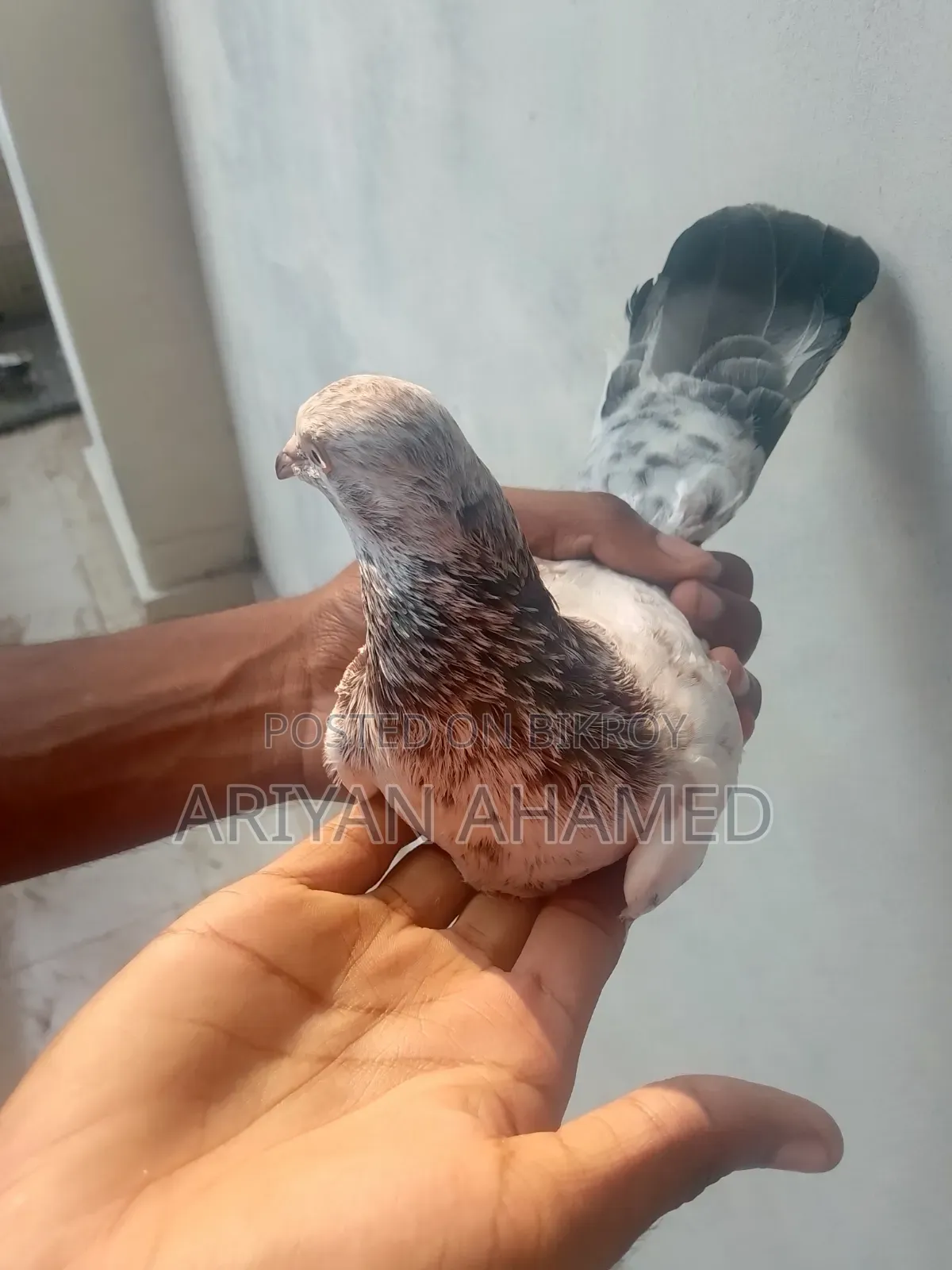 Red Ribbon Madi Pigeon